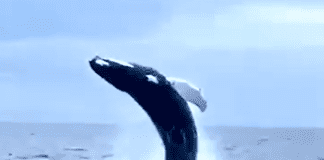 Noli, la Megattera torna a mostrarsi, sorvegliata dalla Guardia Costiera Megattera balena Genova