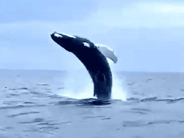 Megattera balena Genova