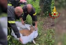 Genova, capriolo cade tra gli scogli a Voltri, salvato dai Vigili del Fuoco – VIDEO capriolo salvato Voltri