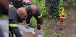 Genova, capriolo cade tra gli scogli a Voltri, salvato dai Vigili del Fuoco – VIDEO capriolo salvato Voltri