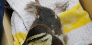 Dolceacqua, lancio di sassi contro famigliola di germani, morti anatroccoli anatroccoli