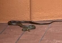 Genova, caccia al serpente in una casa di Albaro Biacco serpente giardino Albaro genova