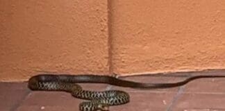 Genova, caccia al serpente in una casa di Albaro Biacco serpente giardino Albaro genova