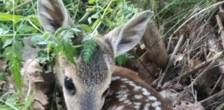 Savona, volontari Enpa salvano mamma e piccolo capriolo capriolo cucciolo