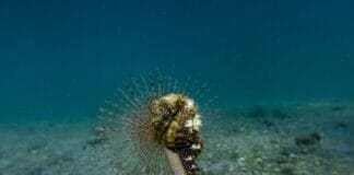 Acquario di Genova ospiterà i cavallucci marini di Taranto che sono a rischio cavallucci marini