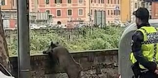 Genova, emergenza cinghiali, Animalisti Genovesi: inutile strage cinghiale affacciato Bisagno