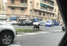 Genova, cinghiali a spasso per strada a Marassi cinghiali via fereggiano marassi