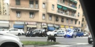 Genova, cinghiali a spasso per strada a Marassi cinghiali via fereggiano marassi