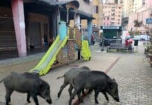 Genova, ancora cinghiali per le strade e spariti nel Bisagno cinghiali a Quezzi
