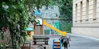 Genova, cinghiali nel giardino della scuola a Marassi cinghiali scuola Marassi