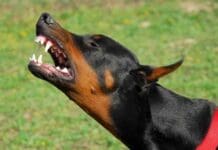 Genova, donna aggredita da un dobermann per strada doberman cane