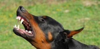 Genova, donna aggredita da un dobermann per strada doberman cane