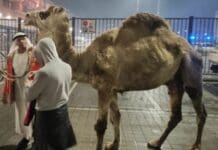 Genova, anche la Lav contro l’uso del dromedario davanti allo Stadio dromedario festa Genoa