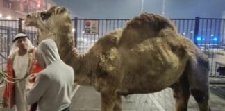 Dromedario per strada a Marassi, il proprietario: mi hanno truffato dromedario festa Genoa