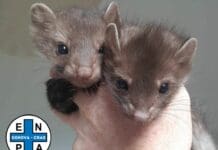 Campomorone, Volontari Enpa salvano due cuccioli di faina faina cuccioli