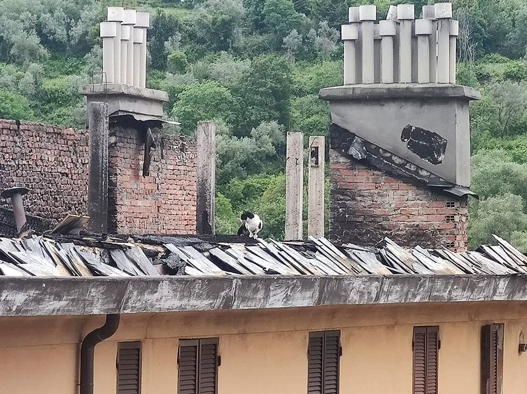 gatto tetto palazzo incendio via Piacenza