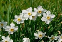 Fioritura dei narcisi, raffica di sanzioni per chi li raccoglie narcisi parco antola