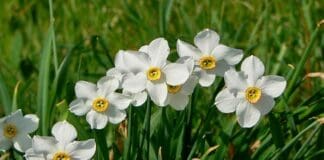 Fioritura dei narcisi, raffica di sanzioni per chi li raccoglie narcisi parco antola