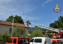Casarza Ligure, api nel camino di una casa, arrivano i vigili del fuoco api sciame Casarza Ligure