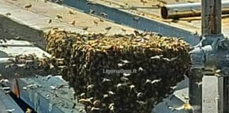 Genova, sciame di api nel cantiere navale, arriva l’apicoltore sciame cantieri navali Genova