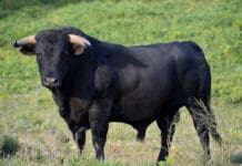 Carro, padre e figlio aggrediti e feriti da un toro Toro