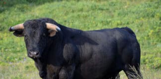 Carro, padre e figlio aggrediti e feriti da un toro Toro