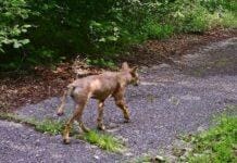 Genova, il Lupo della ValBisagno è riuscito a scavallare verso Piacenza Lupo ValBisagno
