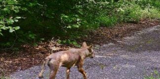 Genova, il Lupo della ValBisagno è riuscito a scavallare verso Piacenza Lupo ValBisagno