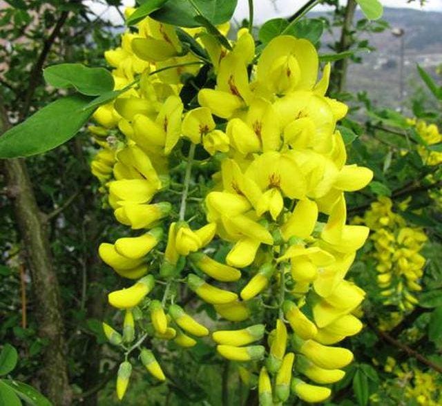 Maggiociondolo fiore velenoso