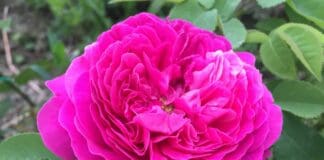 Busalla, nel week end torna la Festa delle Rose festa della Rosa