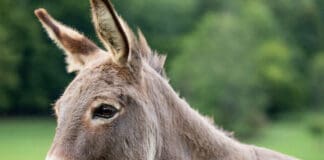 Borzonasca, inseguita e ferita da un asino Asino