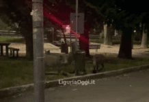 Genova, ora i cinghiali per strada sono attrazione per i Turisti – VIDEO Cinghiali San Martino