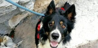 Liguria, un nuovo operatore a 4 zampe per il Soccorso Alpino e Speleologico Billi cane Soccorso Speleologico della Liguria