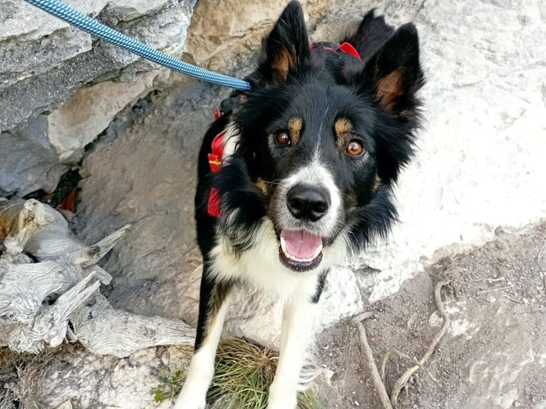 Billi cane Soccorso Speleologico della Liguria