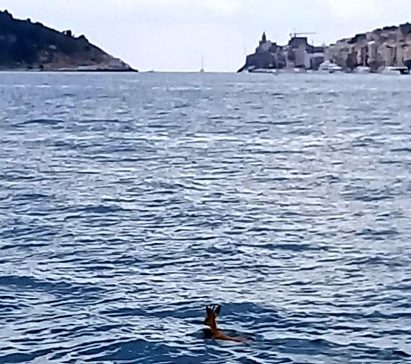 Capriolo in mare Portovenere 4 giugno 2023