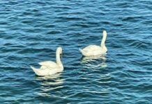 Multedo, due cigni sulla spiaggia Cigni Multedo
