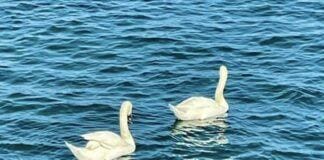 Multedo, due cigni sulla spiaggia Cigni Multedo