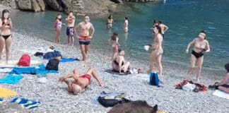 Cinghiali a San Fruttuoso di Camogli, bagnanti divisi sulle soluzioni Cinghiali spiaggia San Fruttuoso camogli