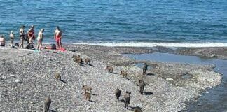 Genova, ancora cinghiali sulla spiaggia di Sturla cinghiali spiaggia Sturla Genova