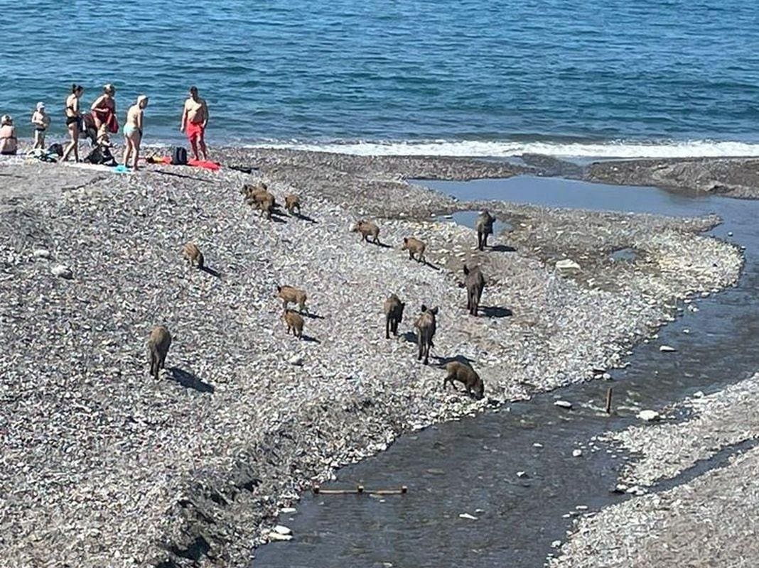cinghiali spiaggia Sturla Genova
