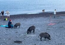 Genova, passeggiata sulla spiaggia di Sturla per una famigliola di cinghiali cinghiali spiaggia Sturla