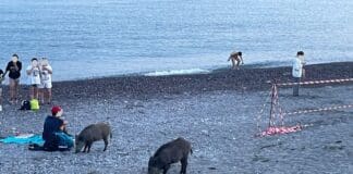 Genova, passeggiata sulla spiaggia di Sturla per una famigliola di cinghiali cinghiali spiaggia Sturla