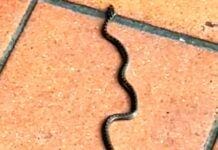 Genova, ancora allarme serpenti in casa, una coronella recuperata su terrazzo serpente terrazzo