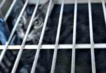 Genova, abbandonano gatto in un trasportino, arriva la Croce Gialla gatto abbandonato trasportino Genova