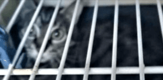 Genova, abbandonano gatto in un trasportino, arriva la Croce Gialla gatto abbandonato trasportino Genova