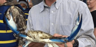 La Spezia, caccia al granchio alieno che potrebbe devastare cozze e ostriche granchio Blu