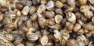 Savona, l’Osservatorio Savonese Animalista contro le sagre con le lumache lumache