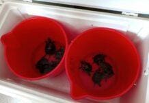 Albenga, liberate altre 10 testuggini palustri Emys orbicularis ingauna Testuggine tartaruga Emys orbicularis ingauna