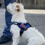 Leone cane poliziotto Genova