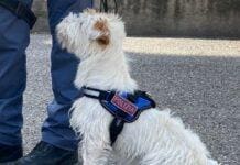 Genova, cane poliziotto Costantin scopre droga e contanti Leone cane poliziotto Genova